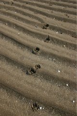 Hundspuren am Sandstrand Brittany Frankreich