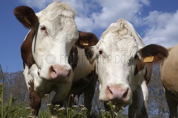 Portrait de Vaches Simmentales Aveyron
