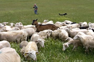 Herdsman and his flock of goats and sheep France