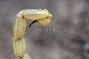 Giftdrüse einer gelben Skorpion Vaucluse Frankreich