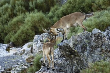 Spanischer ibex mÃ¤nnlicher junger Gipfel von Francia Spanien