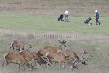 Golfers passing by near Red deers Denmark