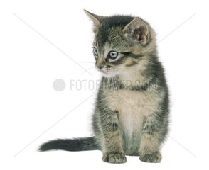 Porträt eines grauen Kätzchens mit blauen Augen