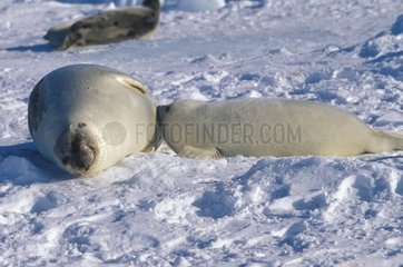 Jeune phoque du Groenland tétant femelle Canada