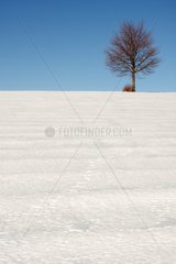 Baum im Schnee auf dem Berg des Köders