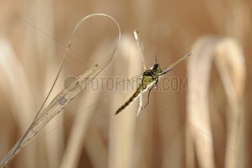 Black-tailed Skimmer in flight near a canal France