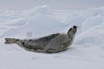 Harfe Seal Female auf Ice Madeleine Islands Quebec Kanada