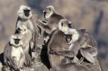 Group of Hanuman langurs grooming on a rock