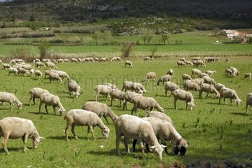 Sheep eating in a natural meadow France