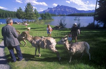Bighorn sheeps and tourists Banff NP Canada