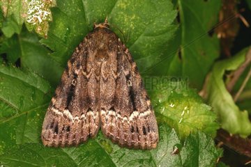 Copper Underwing on a leaf Belgium