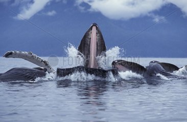 Humpback Whales predating & eating in group Alaska USA