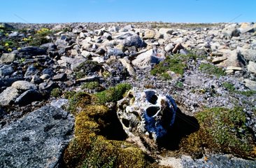 Menschlicher Schädel mitten in Kalksteingesteinen in der Tundra