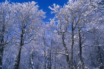 La forêt française en hiver