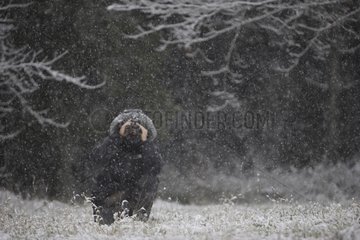 Animal photographer observing in the snow Auvergne