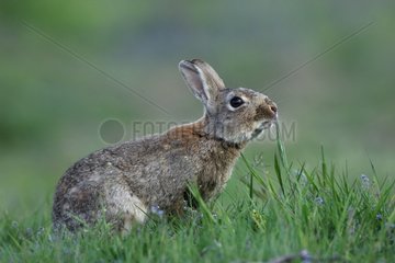 European Rabbit eating grass Auvergne France