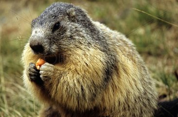 Alpine Marmot essen Mercantour NP Frankreich