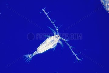Copépode mâle d'eau de mer