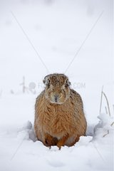 European hare sitting in the snow GB