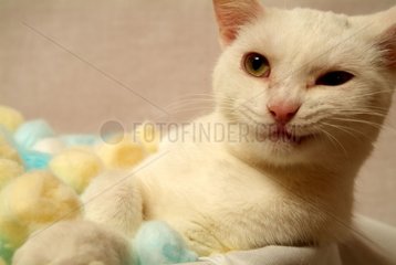 Portrait of a white European Cat resting on a bed