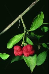 Leaves and fruits of Spindle tree Spain