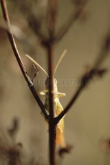 Common green Grasshopper on a stem Aube France