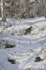 Sika Deer walking in the snow Japan