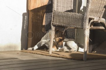 Zweifarbiger erwachsener Hund  der unter einem Stuhl von Wicker Frankreich liegt
