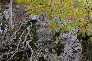 Fall forest landscape high in the Abruzzo Italy