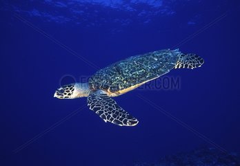 Sea turtle Tuamotu French Polynesia