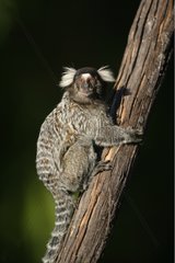 Common marmoset perched on a trunk Brazil