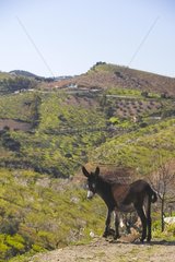 Portrait of a Mule on the road to Competa in Andalusia