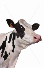 Prim'holstein Portrait Cow