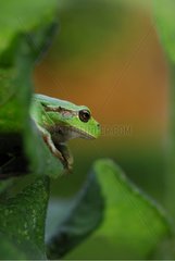 Portrait of a Treefrog on a leaf in a garden Nevers