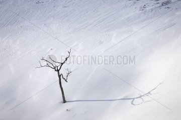 Tree and shadow in snow Hokkaido Japan