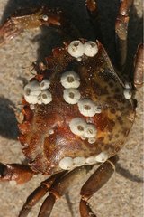 Gemeinsame Scheunen auf dem Panzer einer grünen Krabbe Frankreich