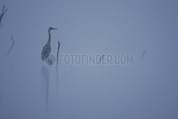 Grey Heron perched on fog Grand-Lieu lake reserve
