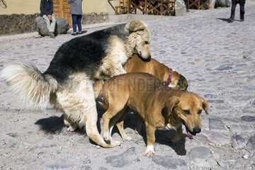 Hunde  die sich in einem Straßen -Ollantaytambo Peru paaren