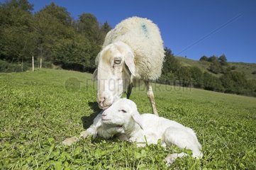 Ewe and its new-born lambs in a meadow