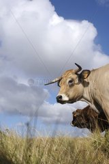Aubrac cow and its veal on the Plateau de l'Aubrac France