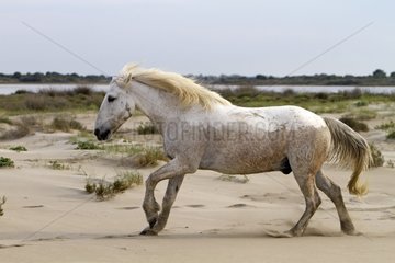 Camargue horse in the Camargue RNP France
