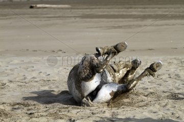Camargue horse rolling on the sand Camargue RNP