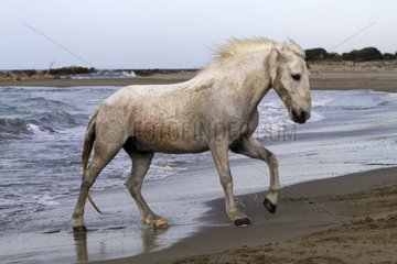 Camargue horse out of the sea in the Camargue RNP