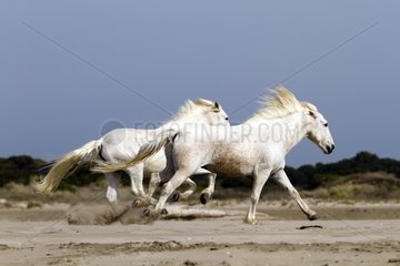 Camargue horses galloping in the Camargue RNP
