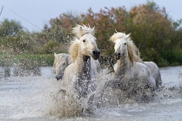 Camargue horses in the marshes of the Camargue RNP