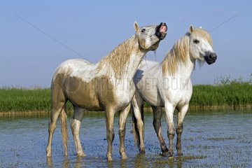 Camargue horses in the marshes of the Camargue RNP