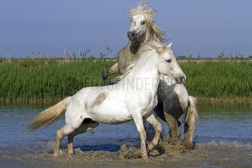 Camargue horses fighting in the Camargue RNP France