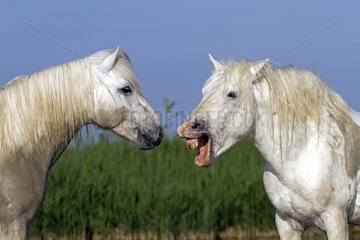 Camargue horses in the Camargue RNP France
