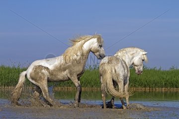 Camargue horses fighting in the Camargue RNP France