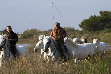 Herdsmen and herd of Camargue horses Camargue RNP